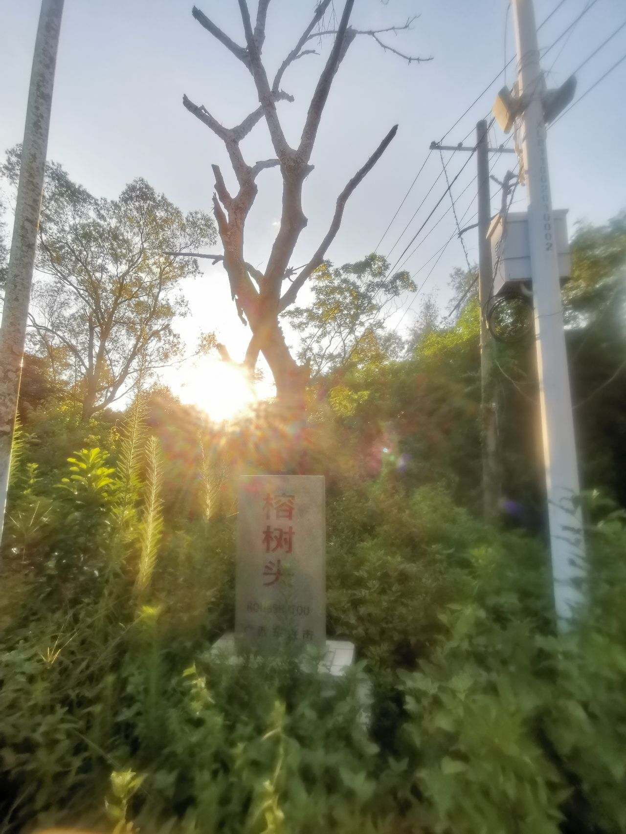 古榕部落旅行图片 2