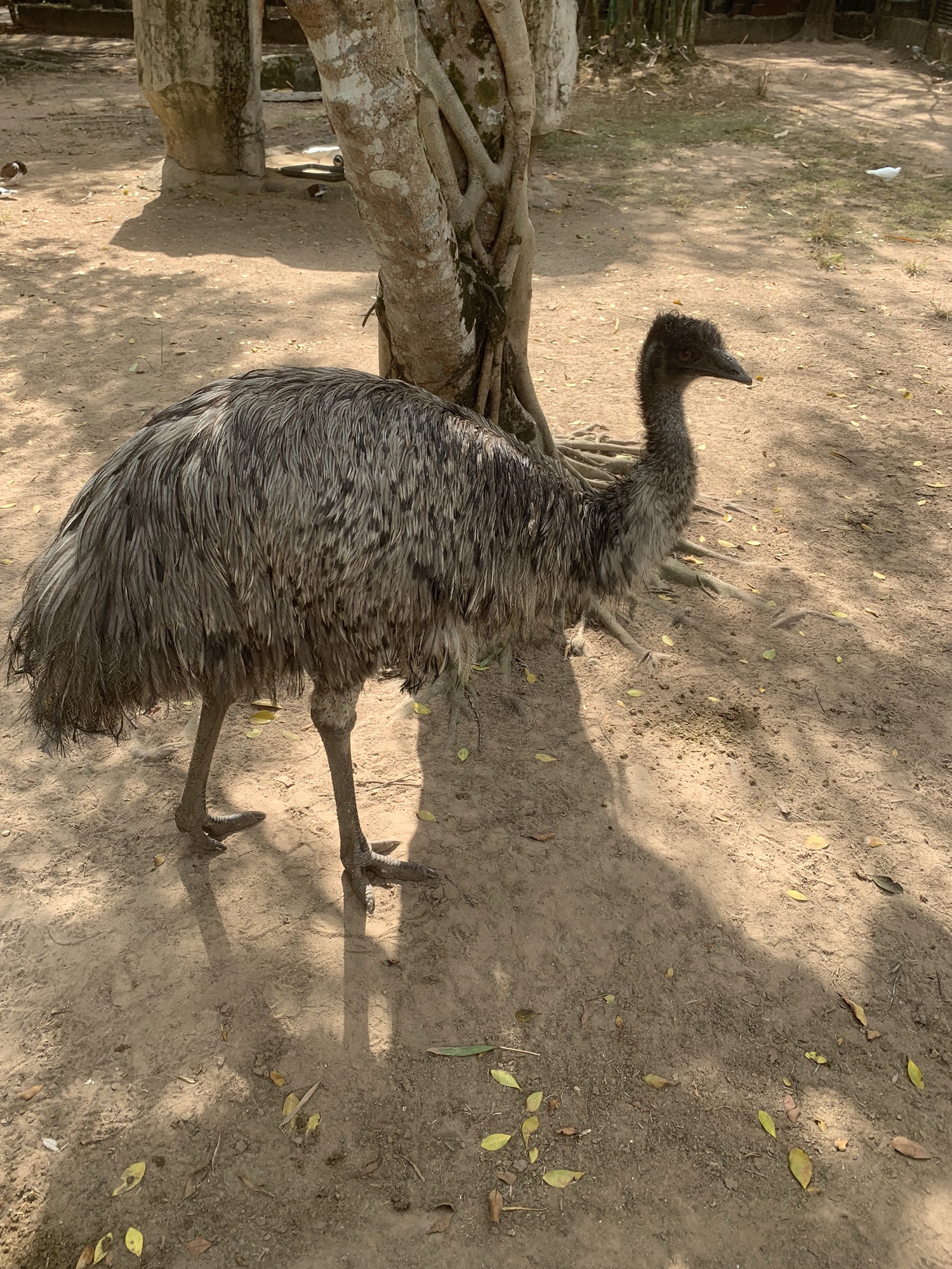 百鸟乐园旅行图片 3