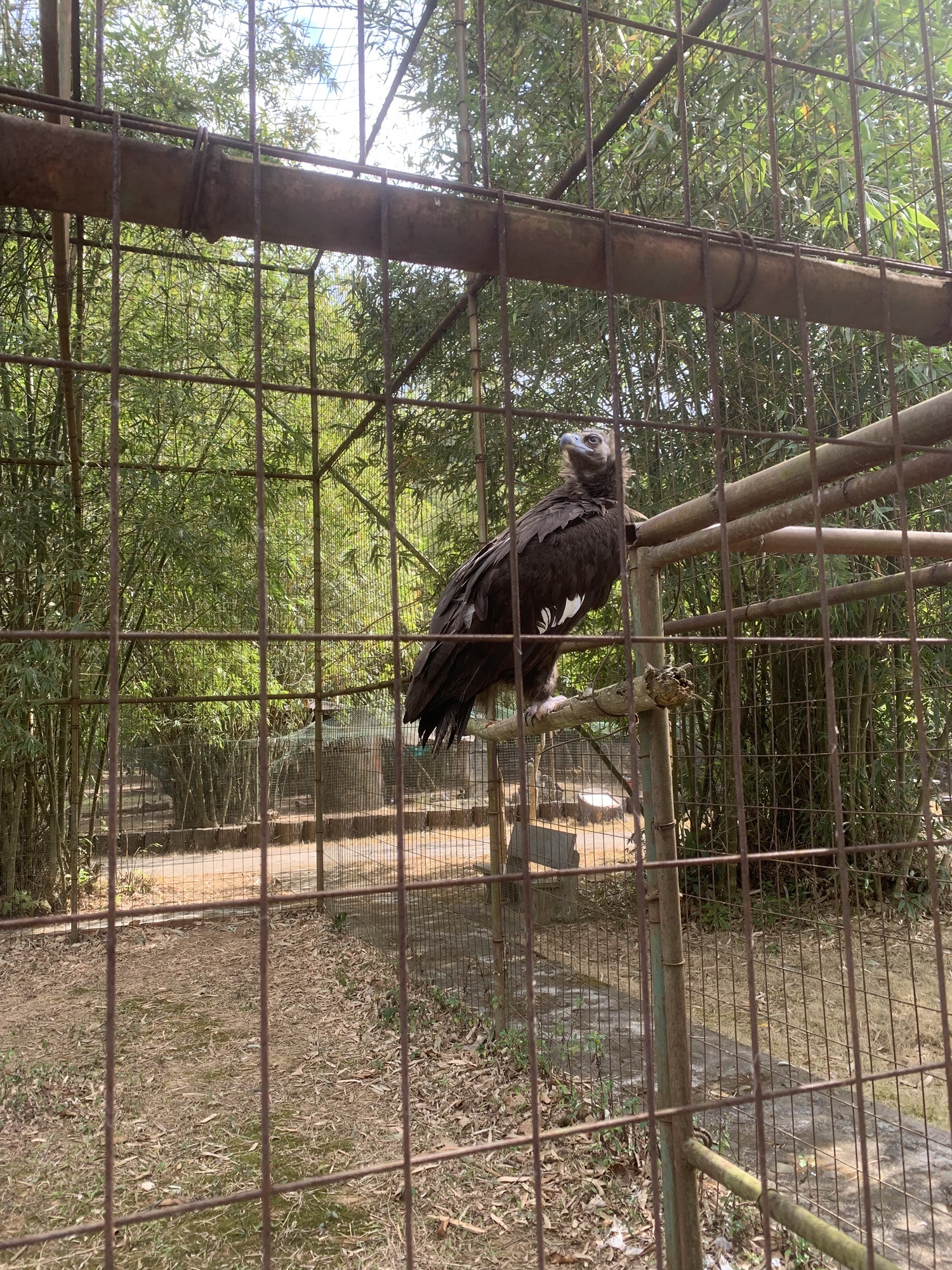 百鸟乐园旅行图片 1