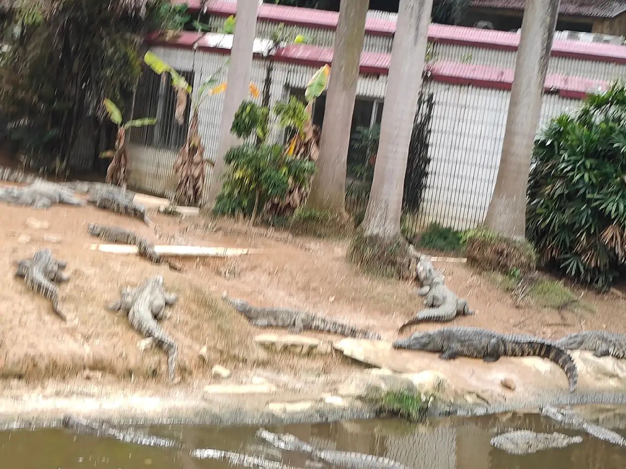 百鸟乐园旅行图片 1