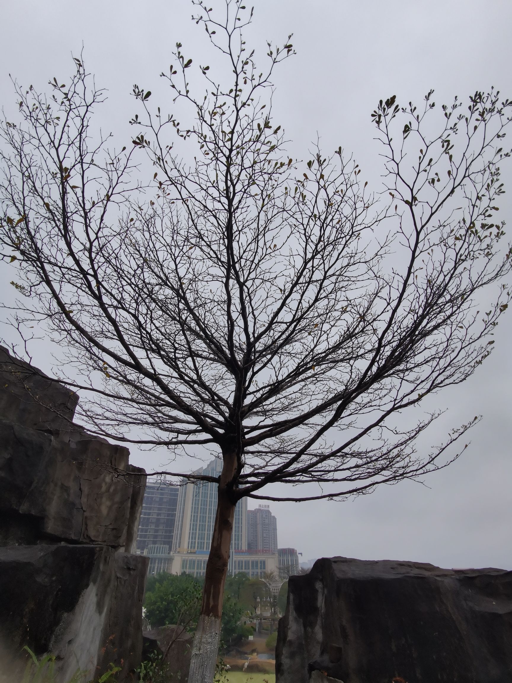 白鹭公园旅行图片 3