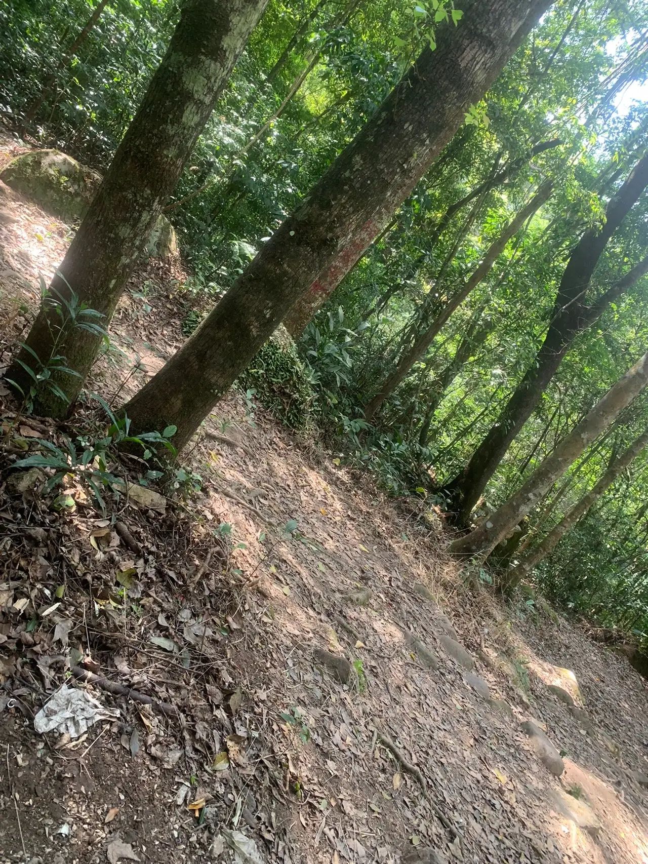 十万大山国家森林公园旅行图片 2