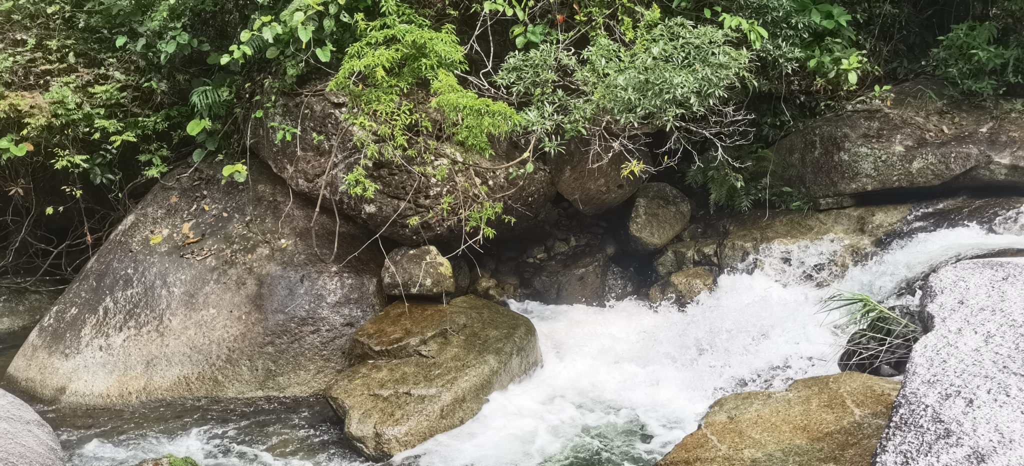 屏峰雨林公园旅行图片 2