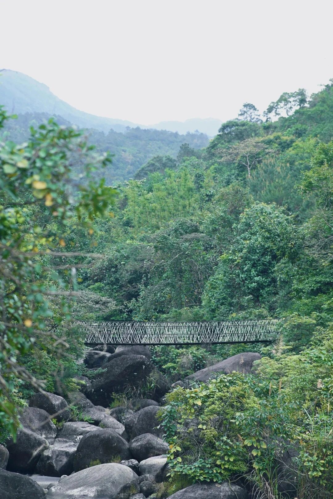 屏峰雨林公园旅行图片 2