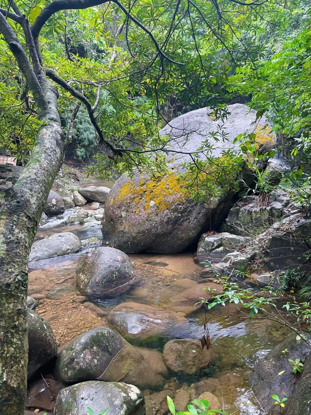 屏峰雨林公园旅行图片 3