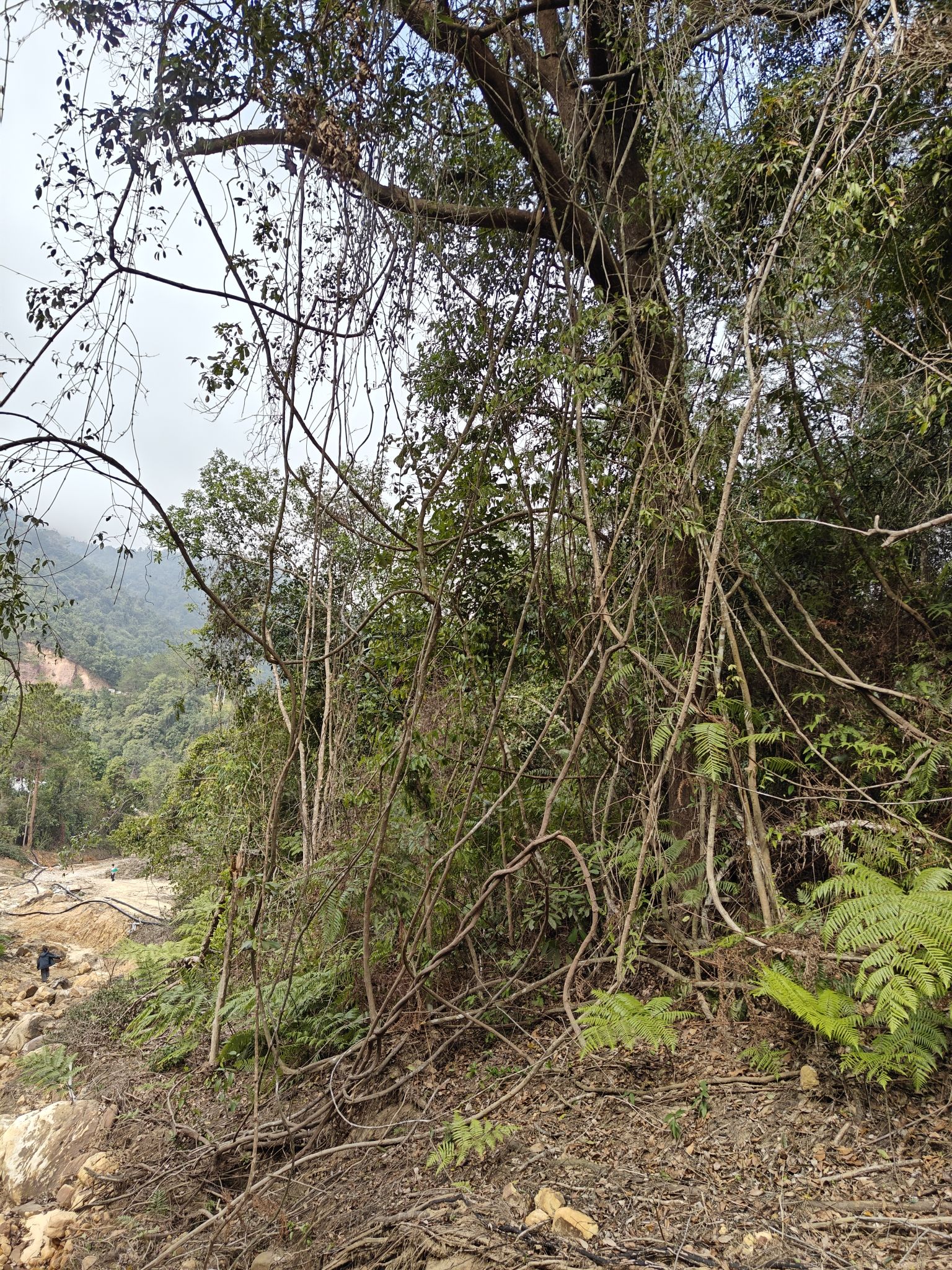 皇袍山景区旅行图片 3