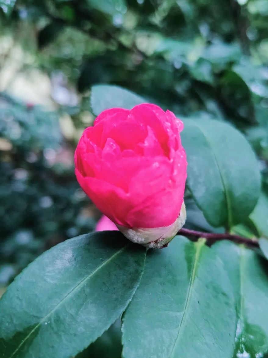 南宁市金花茶公园旅行图片 2