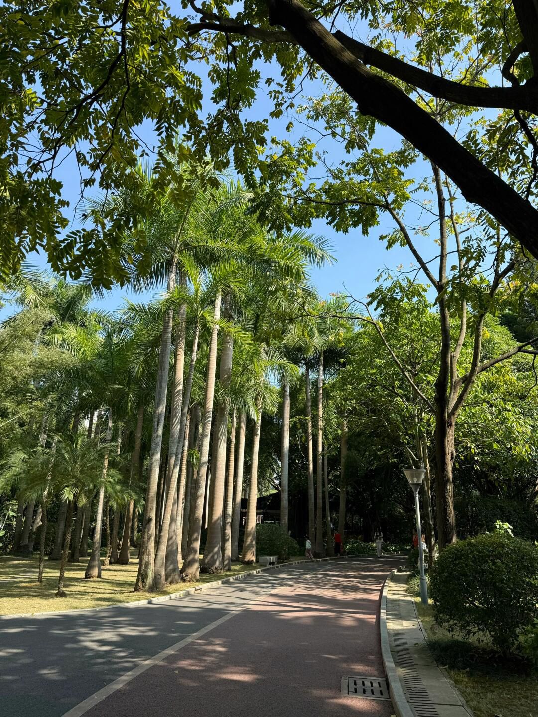 南宁市金花茶公园旅行图片 1