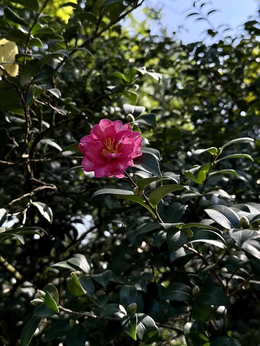 南宁市金花茶公园旅行图片 2