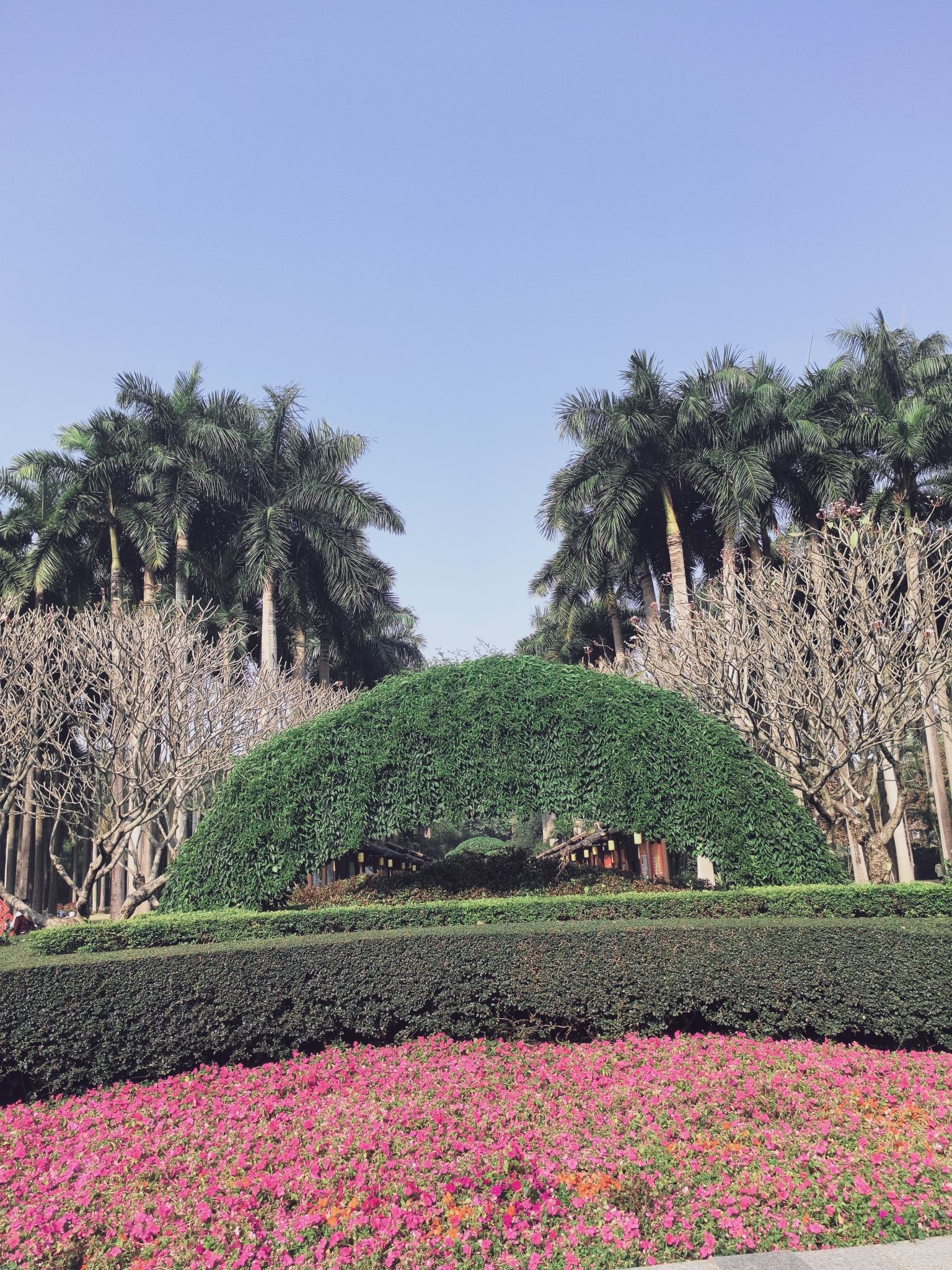 南宁市金花茶公园旅行图片 2