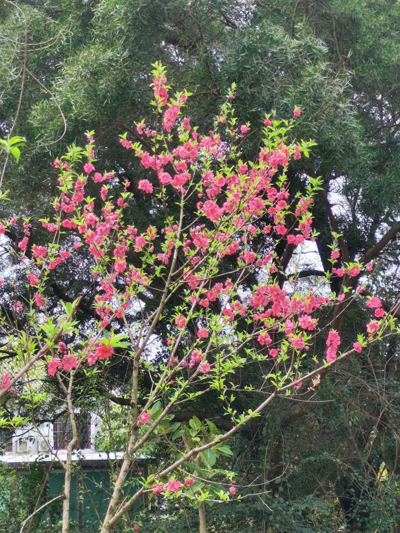 横州公园旅行图片 1