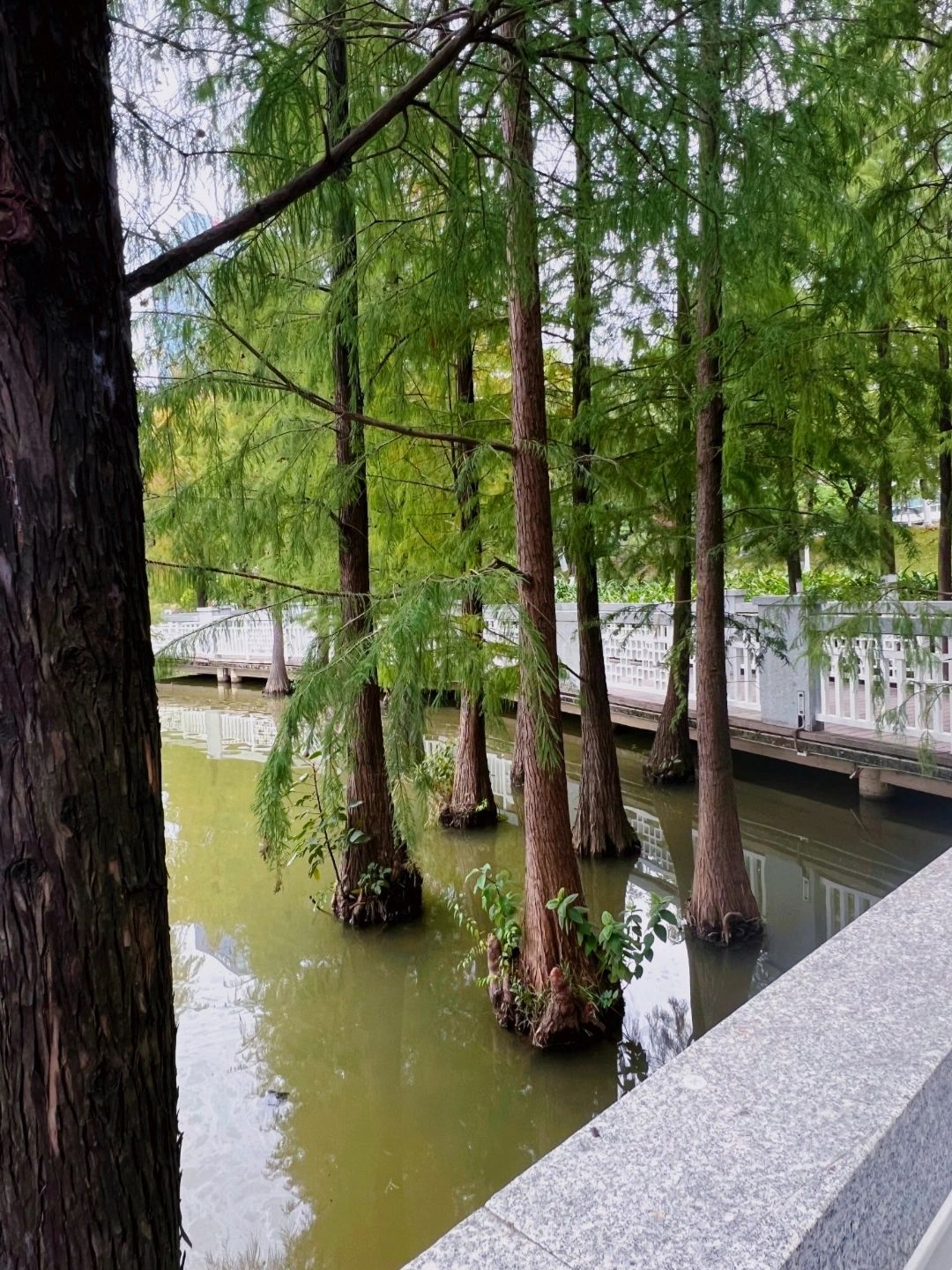 凤凰湖旅行图片 3