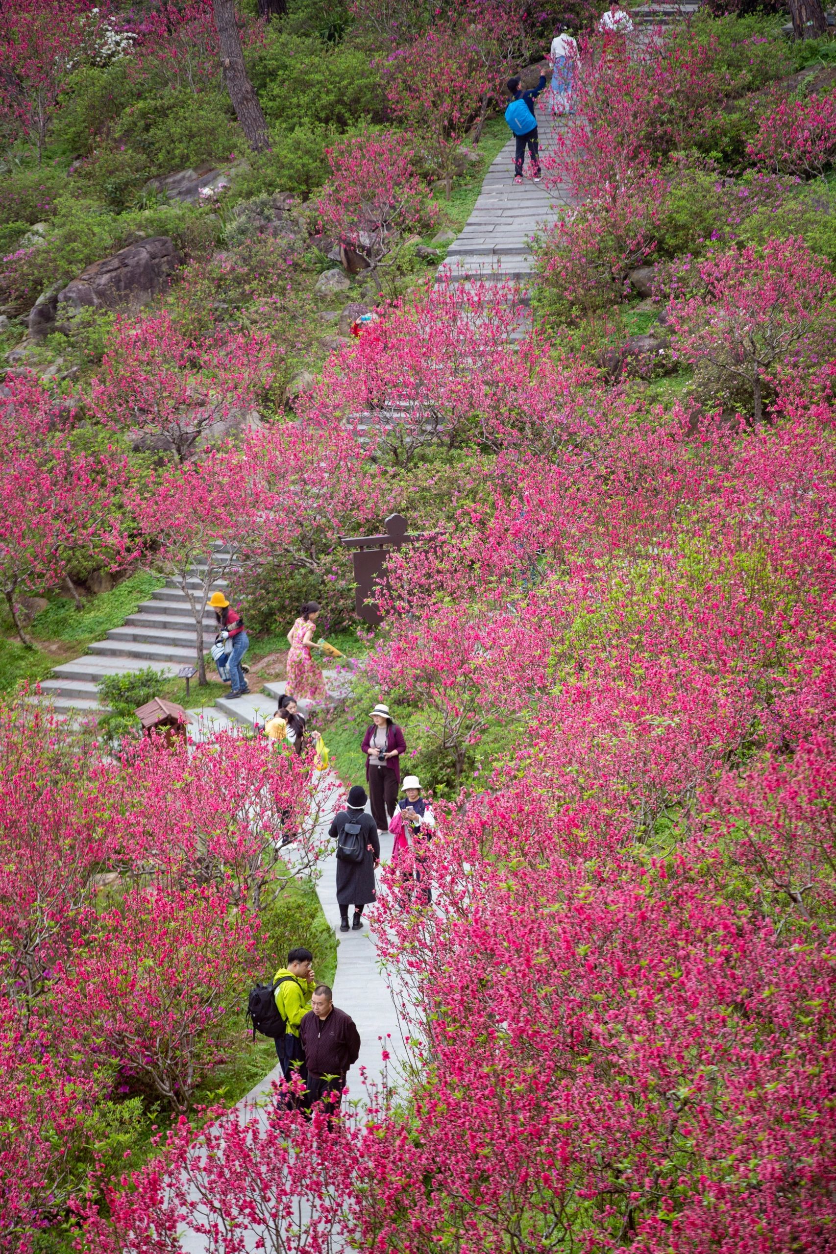 桃花岛