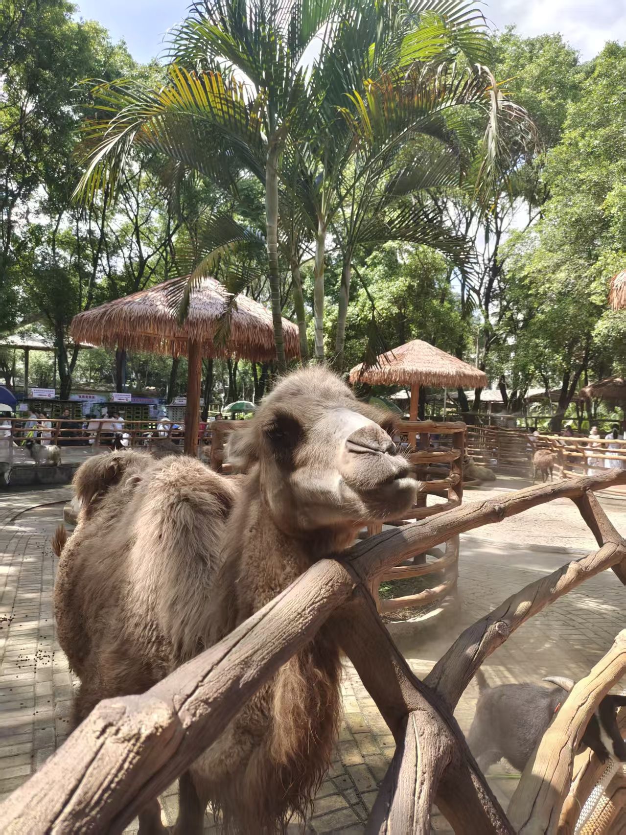 南宁动物园旅行图片 3