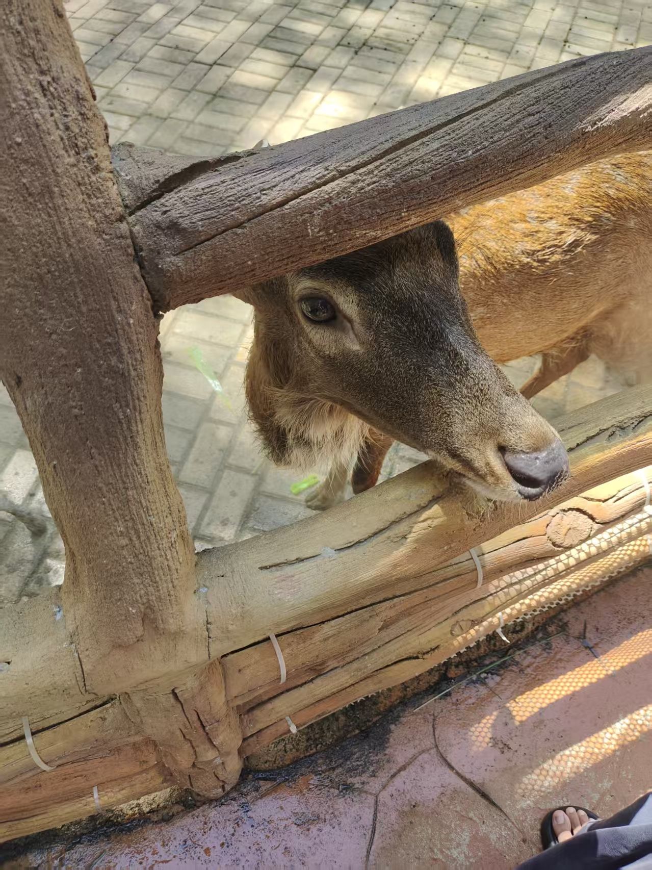 南宁动物园旅行图片 2