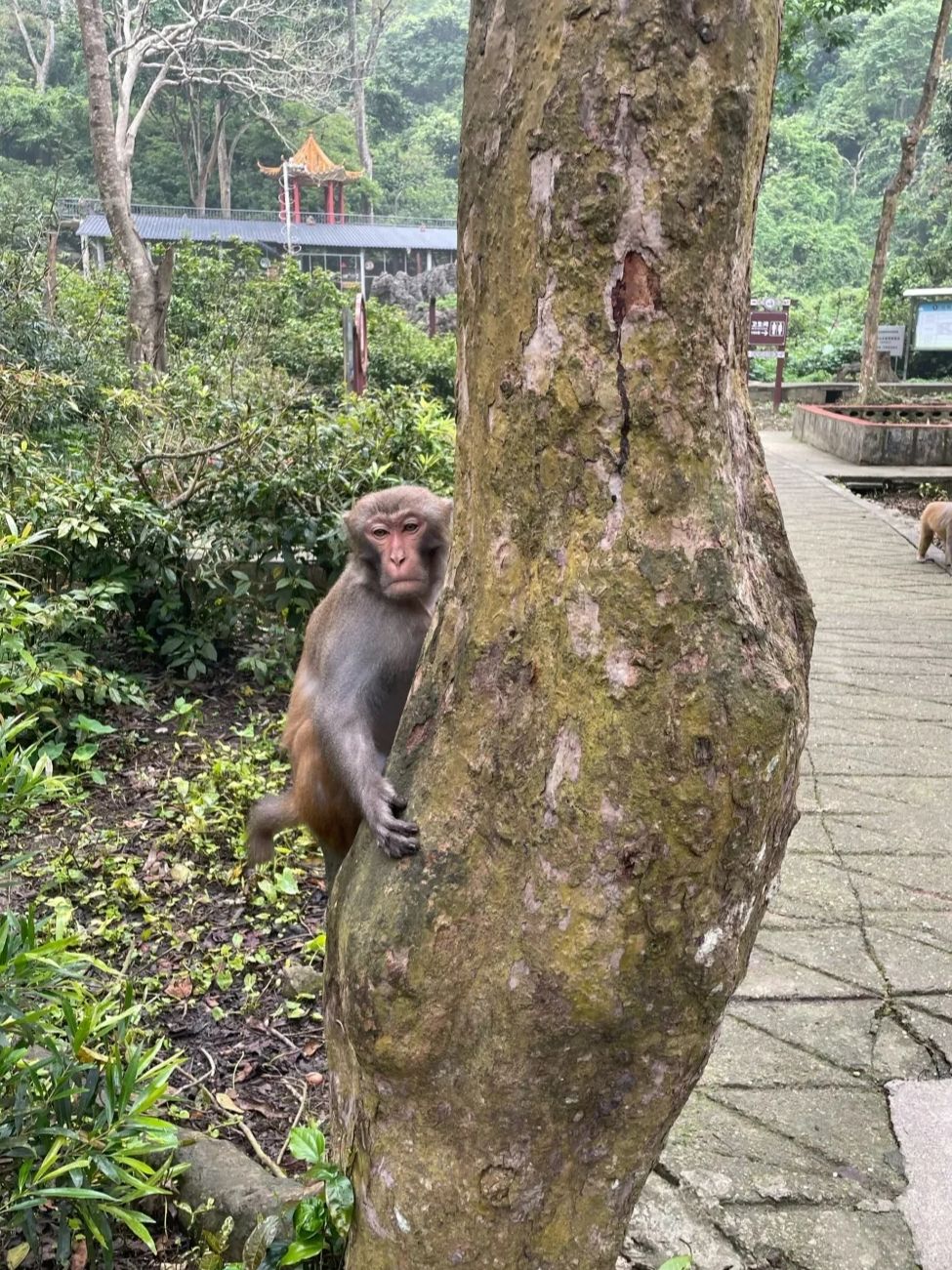 龙虎山旅行图片 2