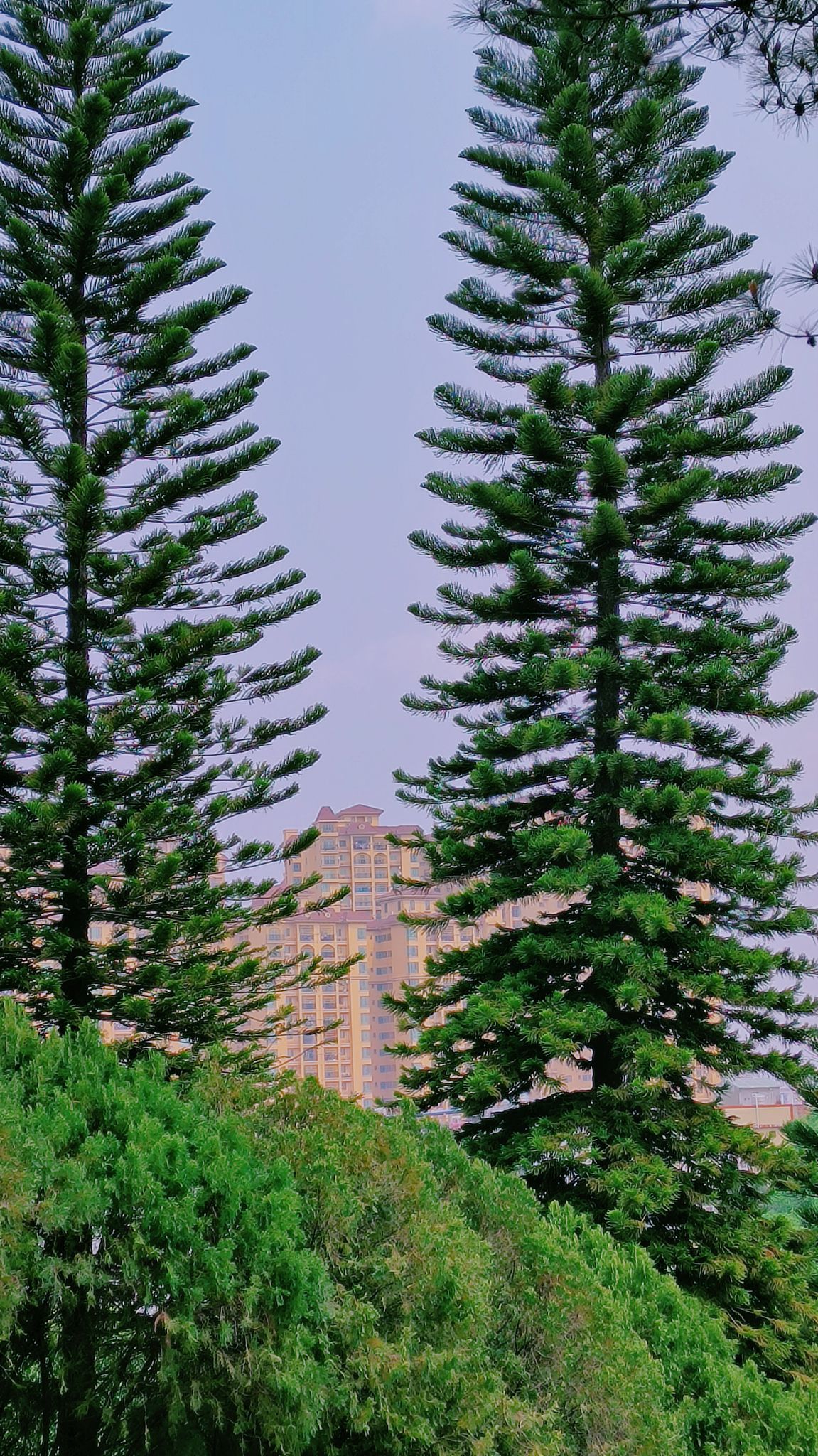 狮子山公园旅行图片 3