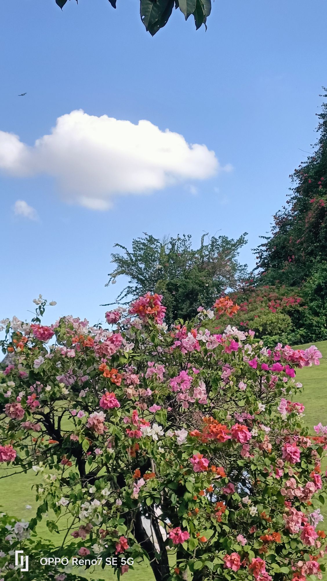青秀山风景区旅行图片 3