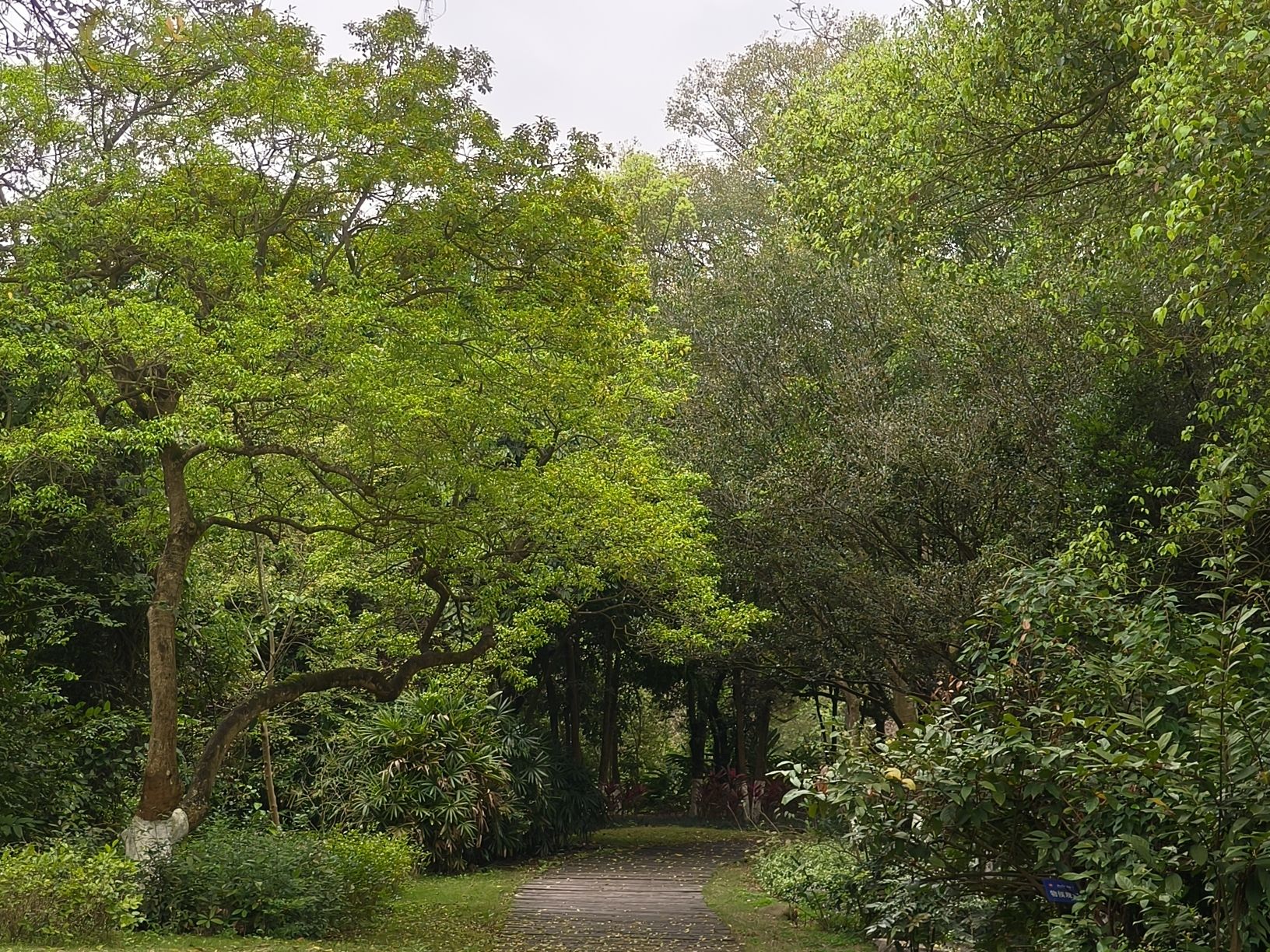 广西壮族自治区药用植物园旅行图片 1