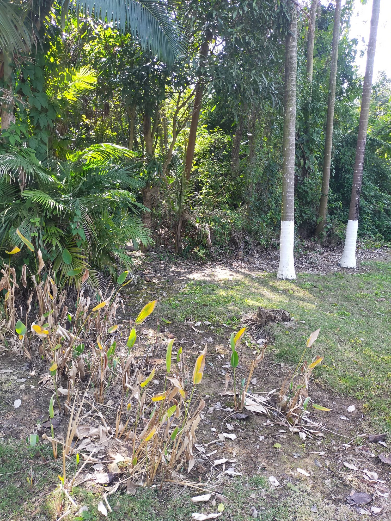 广西壮族自治区药用植物园旅行图片 1