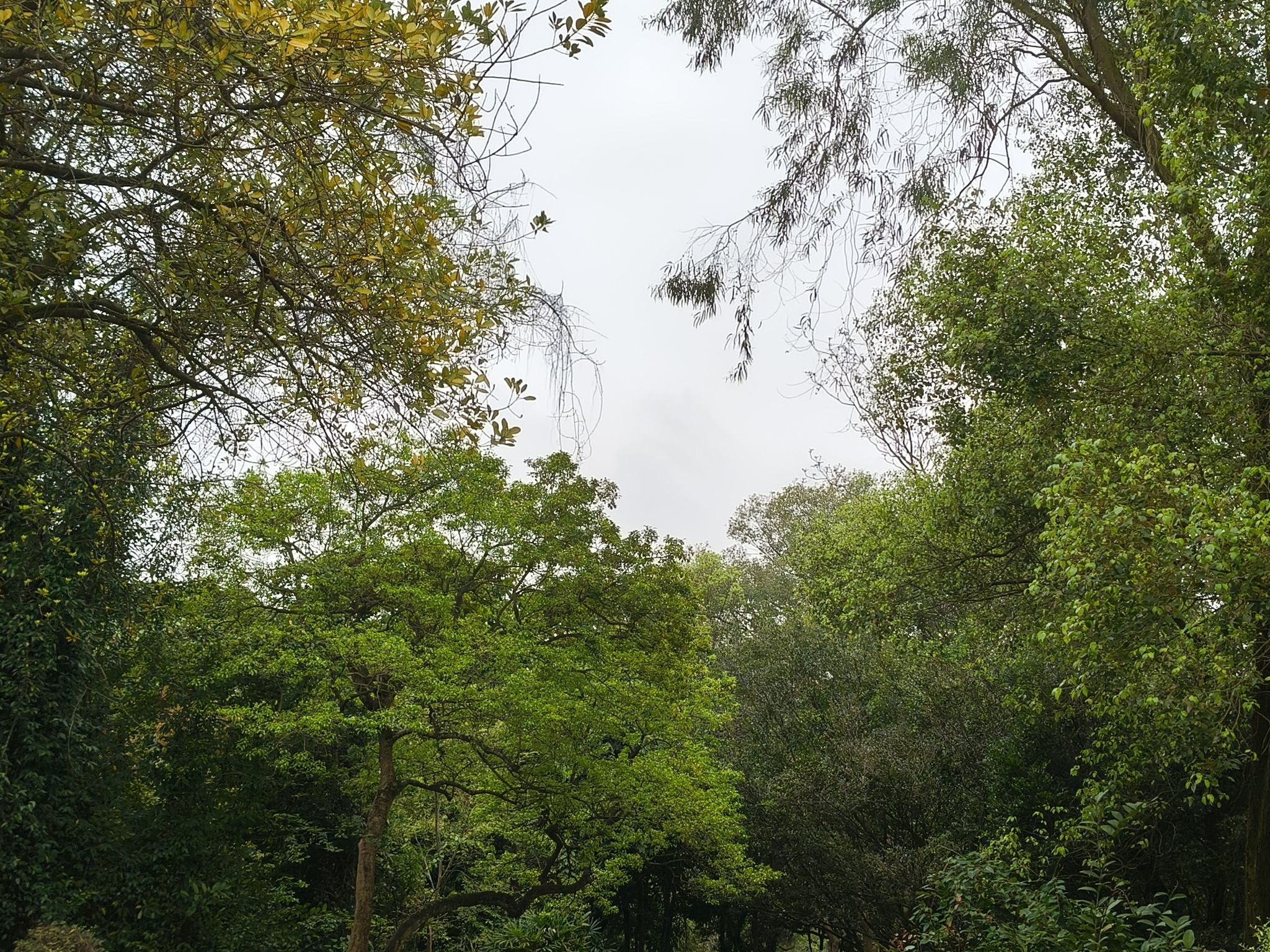 广西壮族自治区药用植物园旅行图片 2