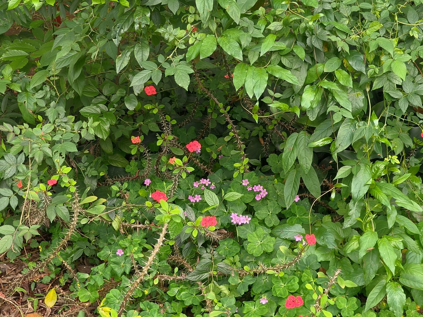 广西壮族自治区药用植物园旅行图片 3