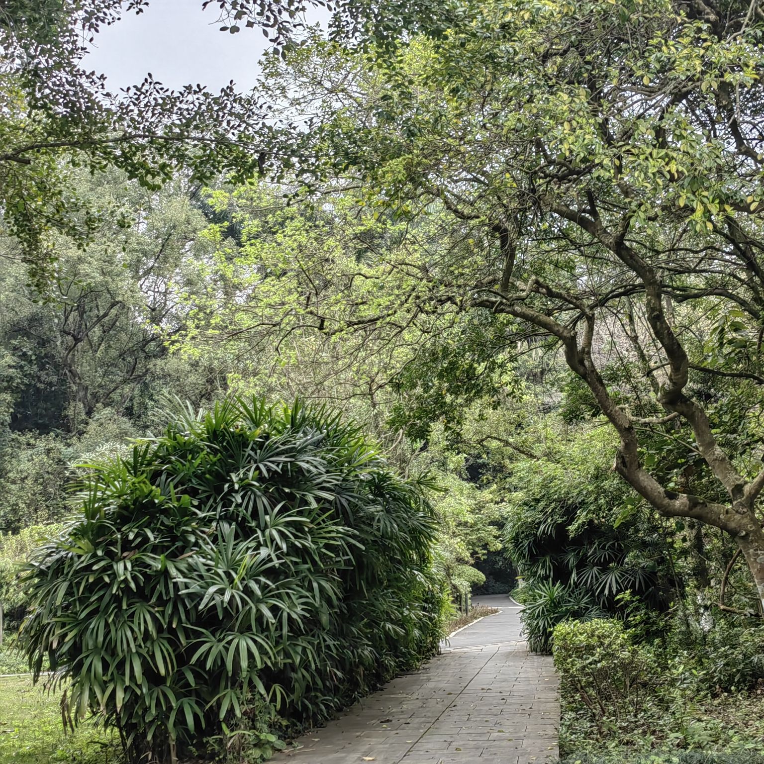 广西壮族自治区药用植物园旅行图片 3