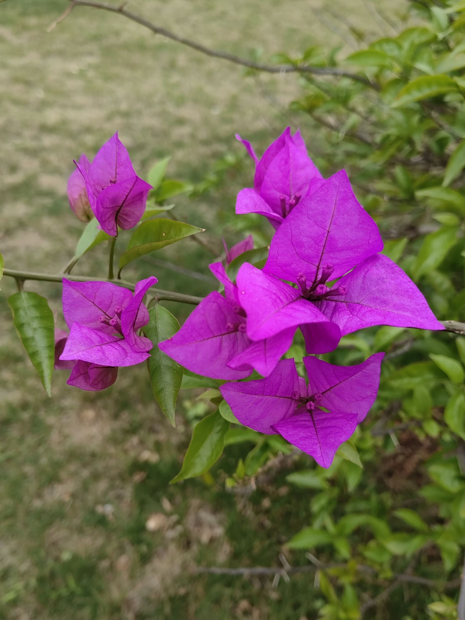 广西壮族自治区药用植物园旅行图片 1