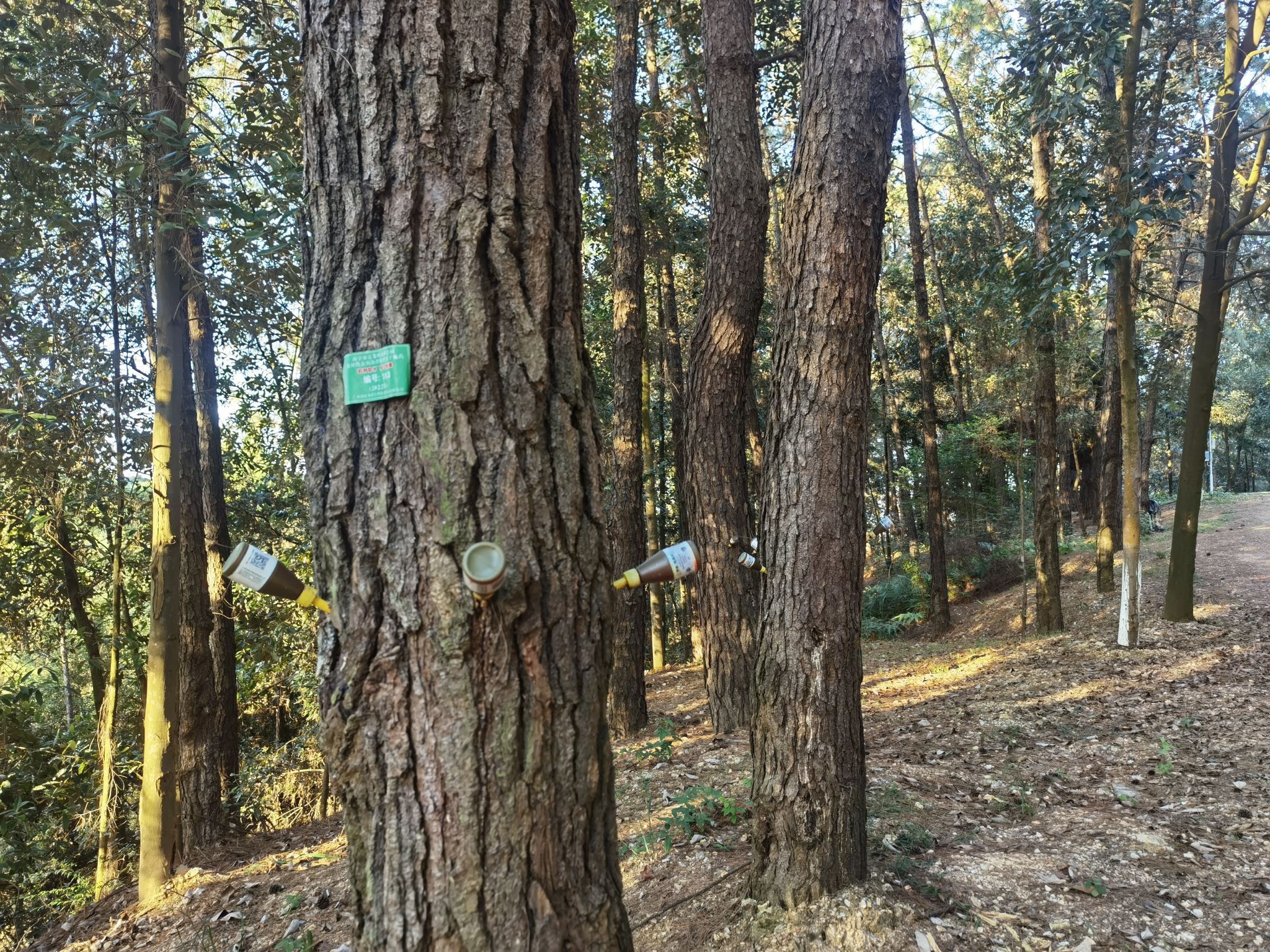 五象岭森林公园旅行图片 2