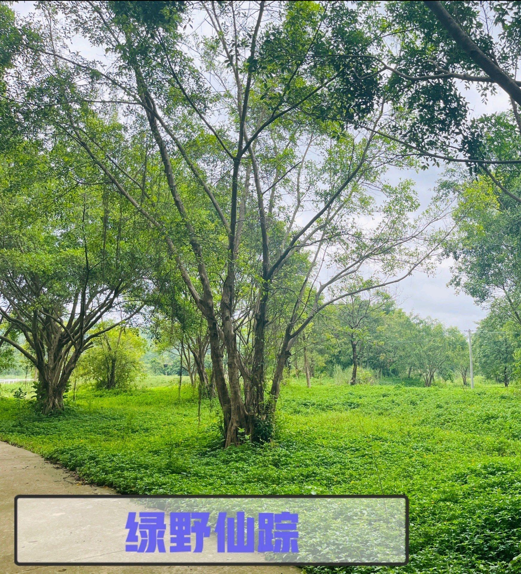 竹泉岛旅行图片 3