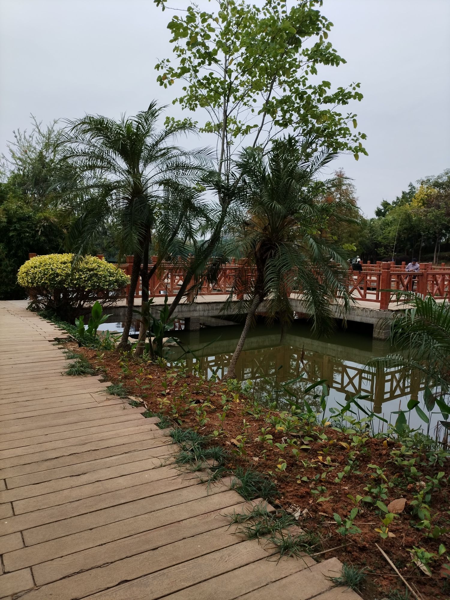 相思湖公园旅行图片 1