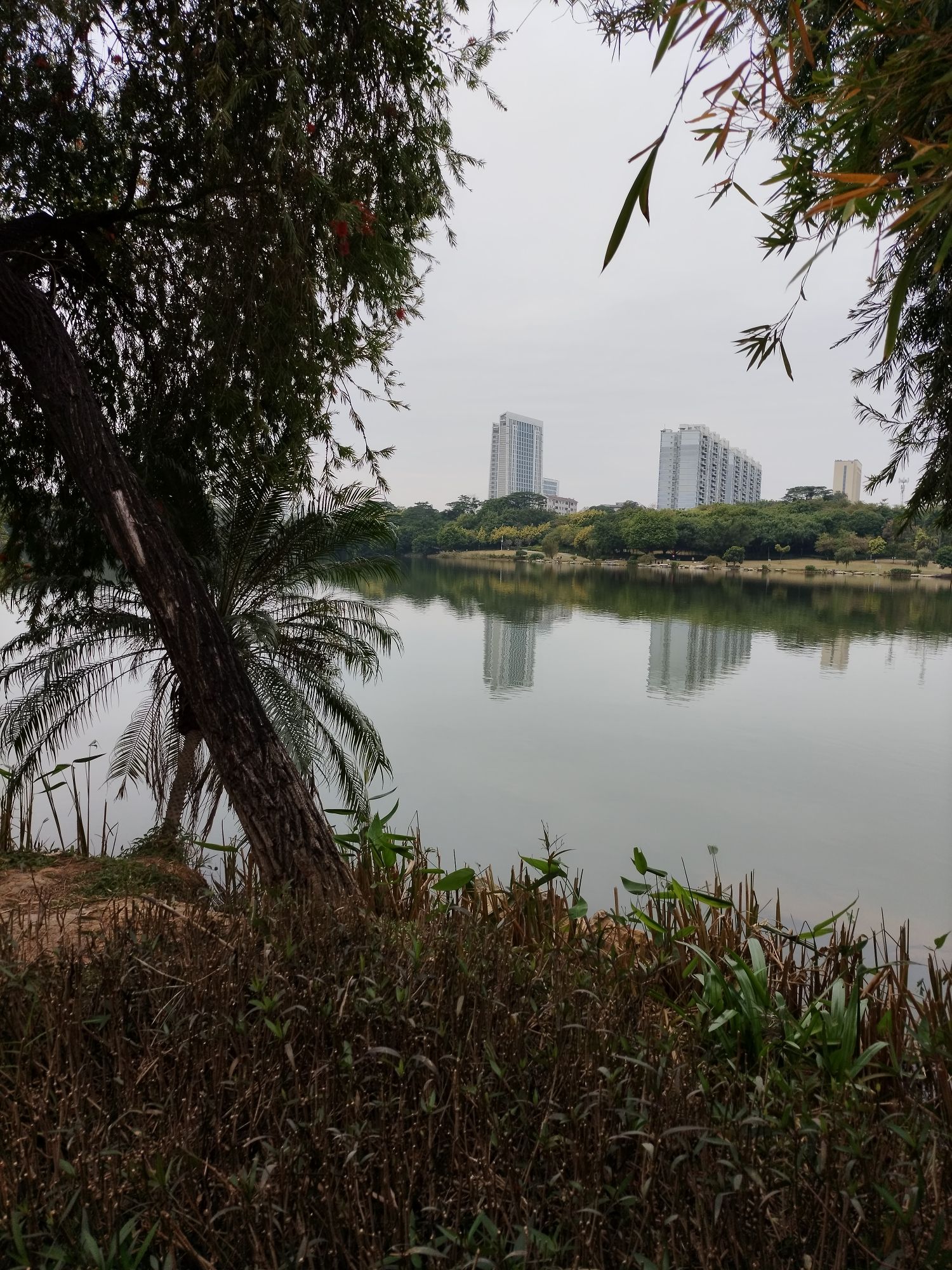 相思湖公园旅行图片 3
