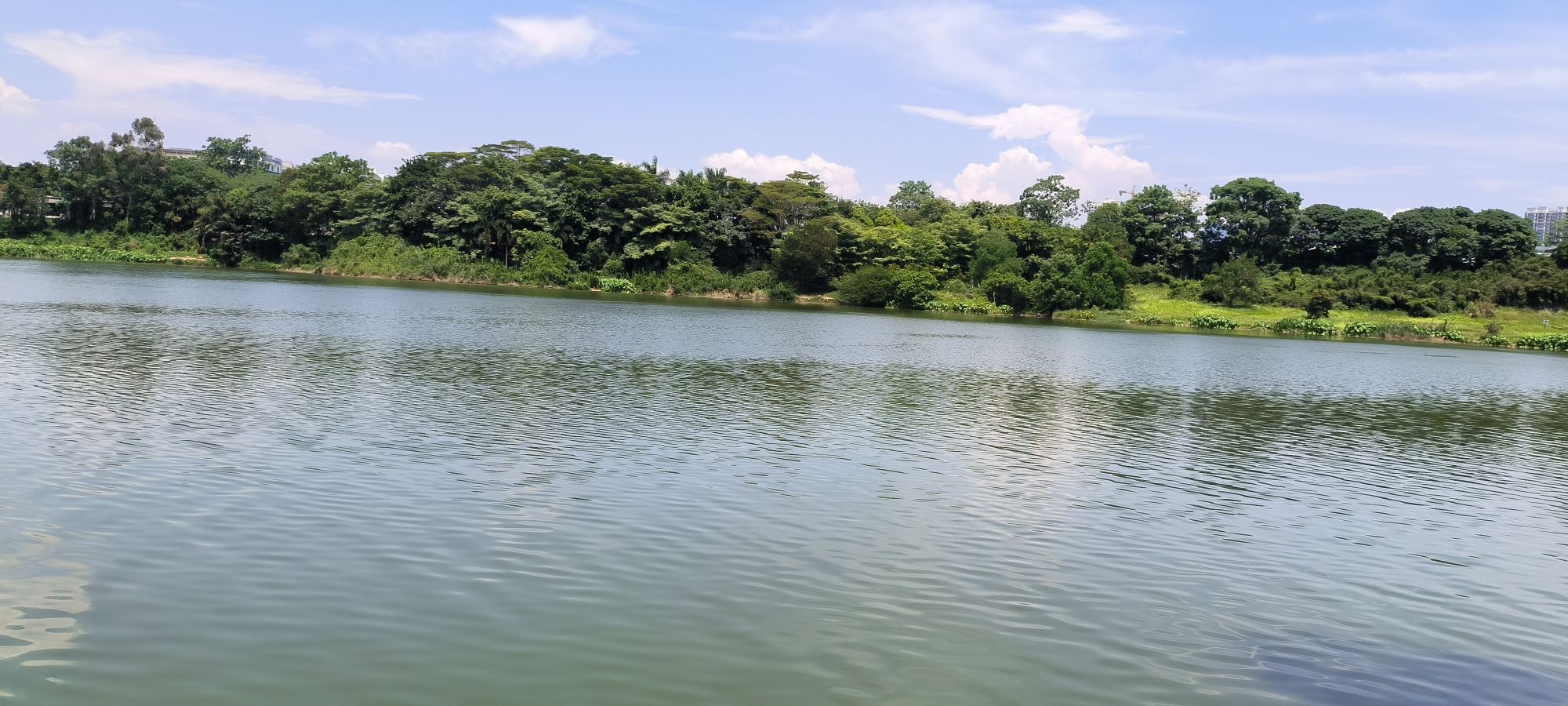 相思湖公园旅行图片 3