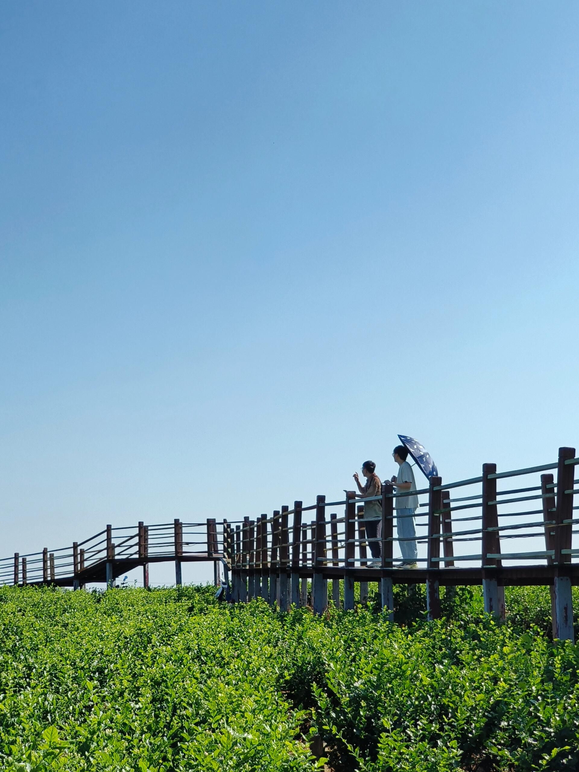 中华茉莉园旅行图片 1