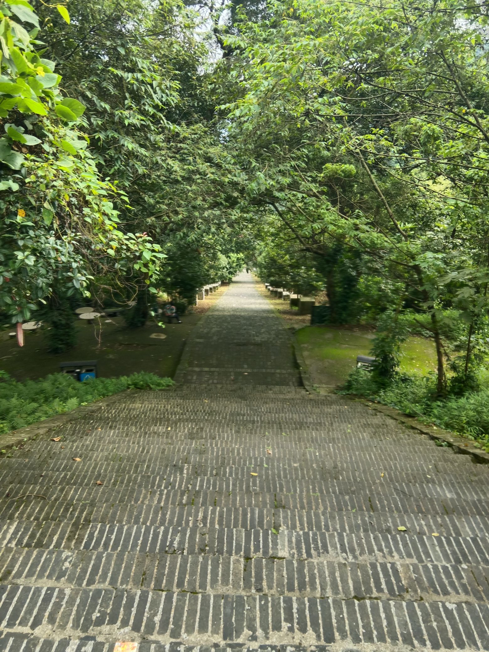 白鹤观竹海旅行图片 3