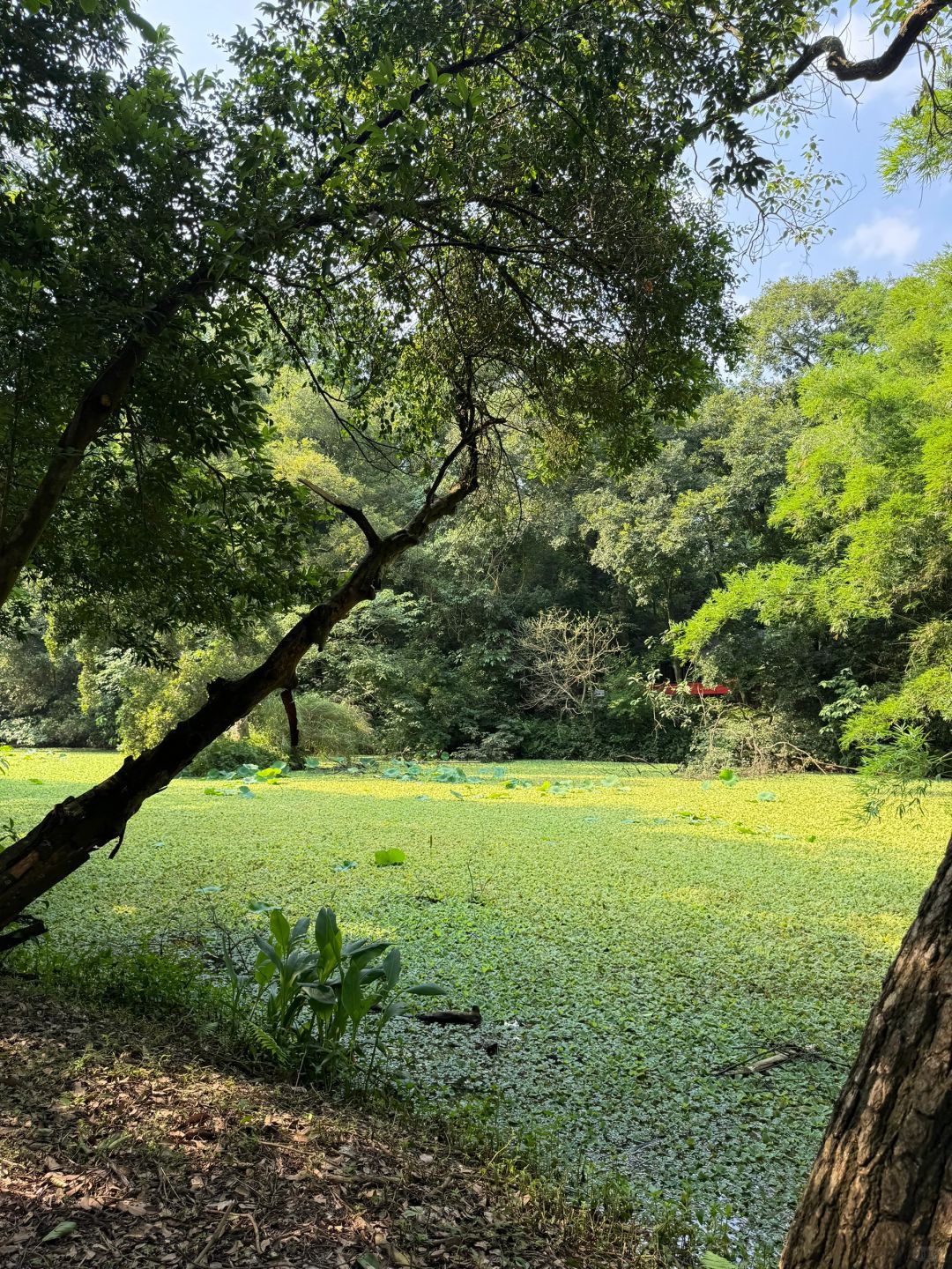 良凤江国家森林公园旅行图片 2