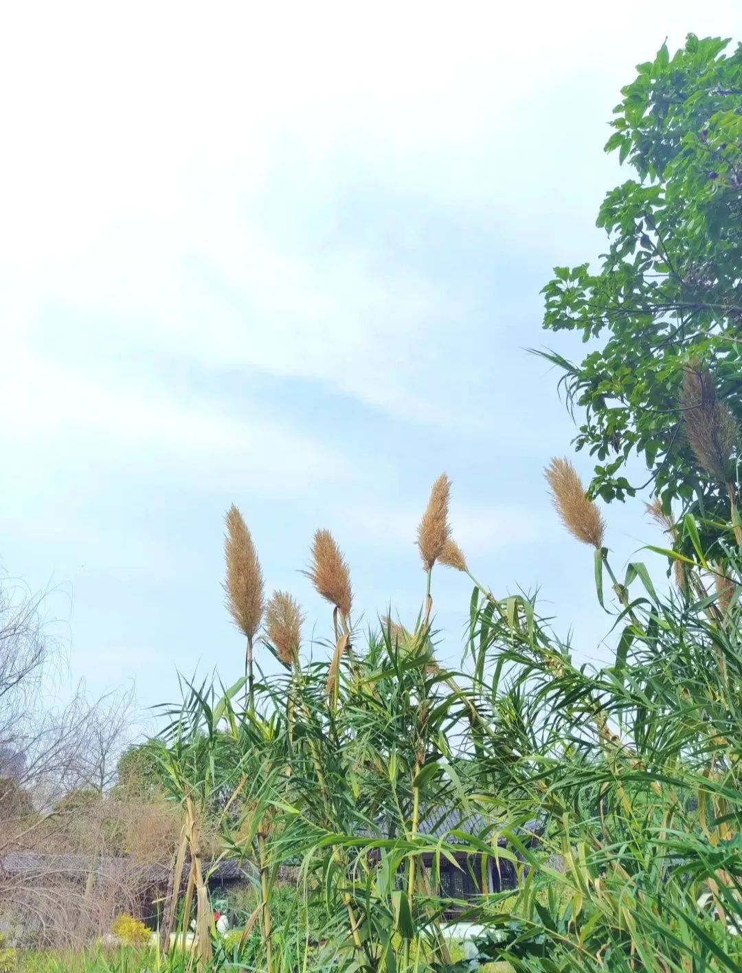 南宁市花卉公园旅行图片 3