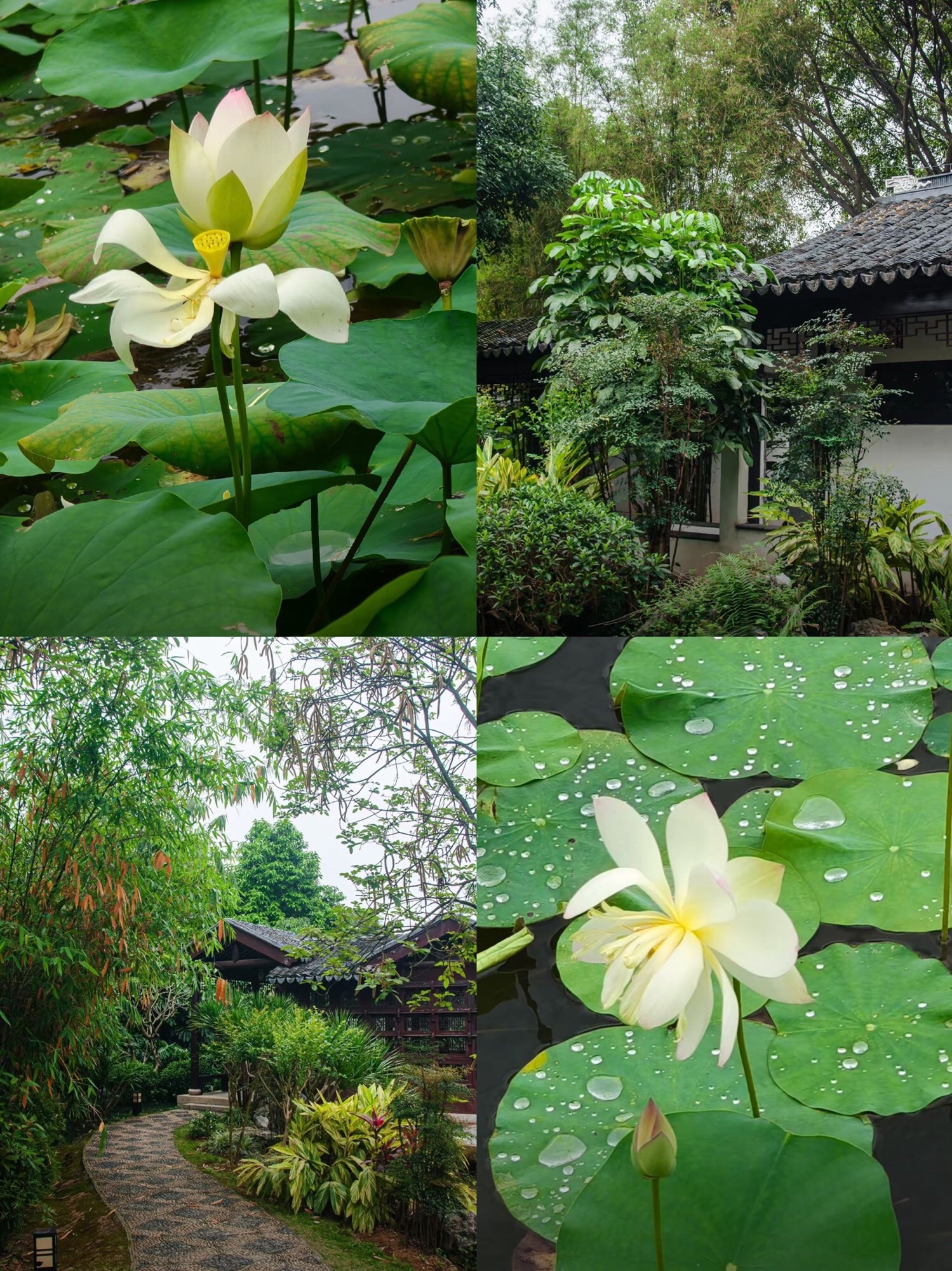 南宁市花卉公园旅行图片 2