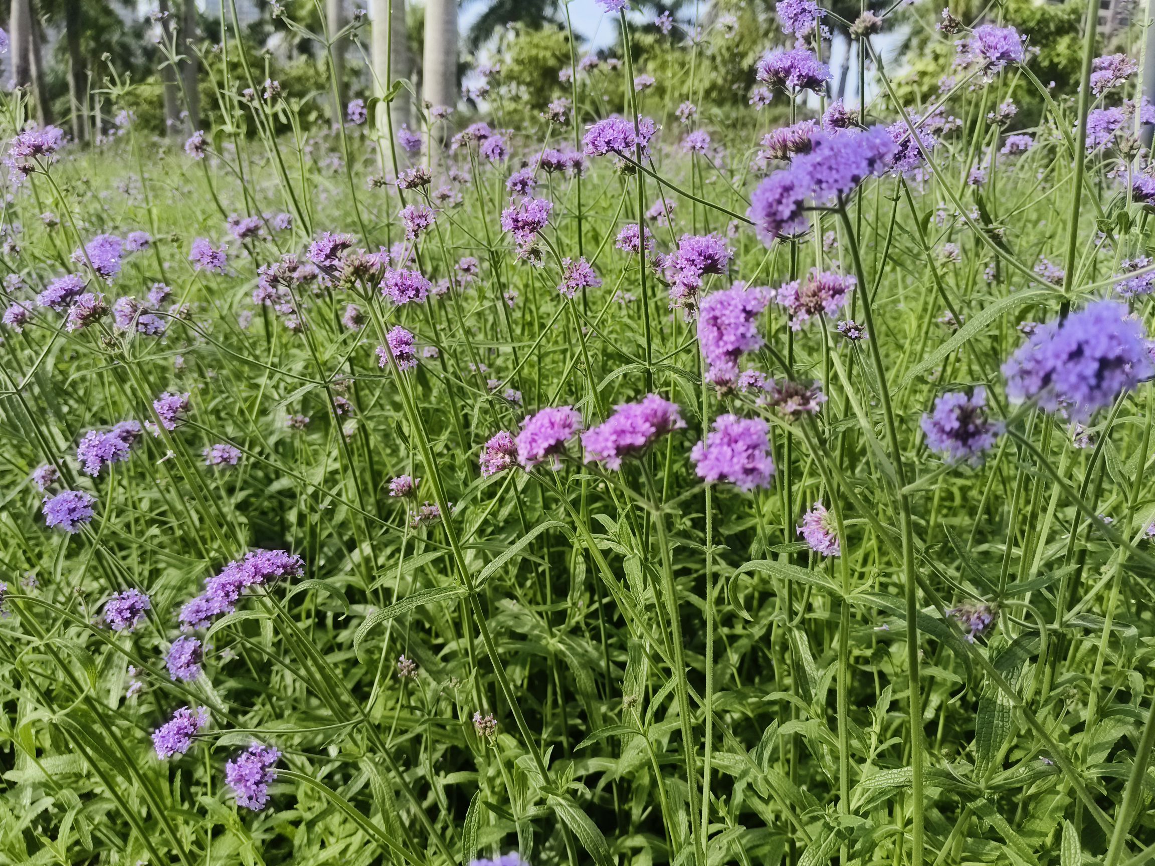 南宁市花卉公园旅行图片 1