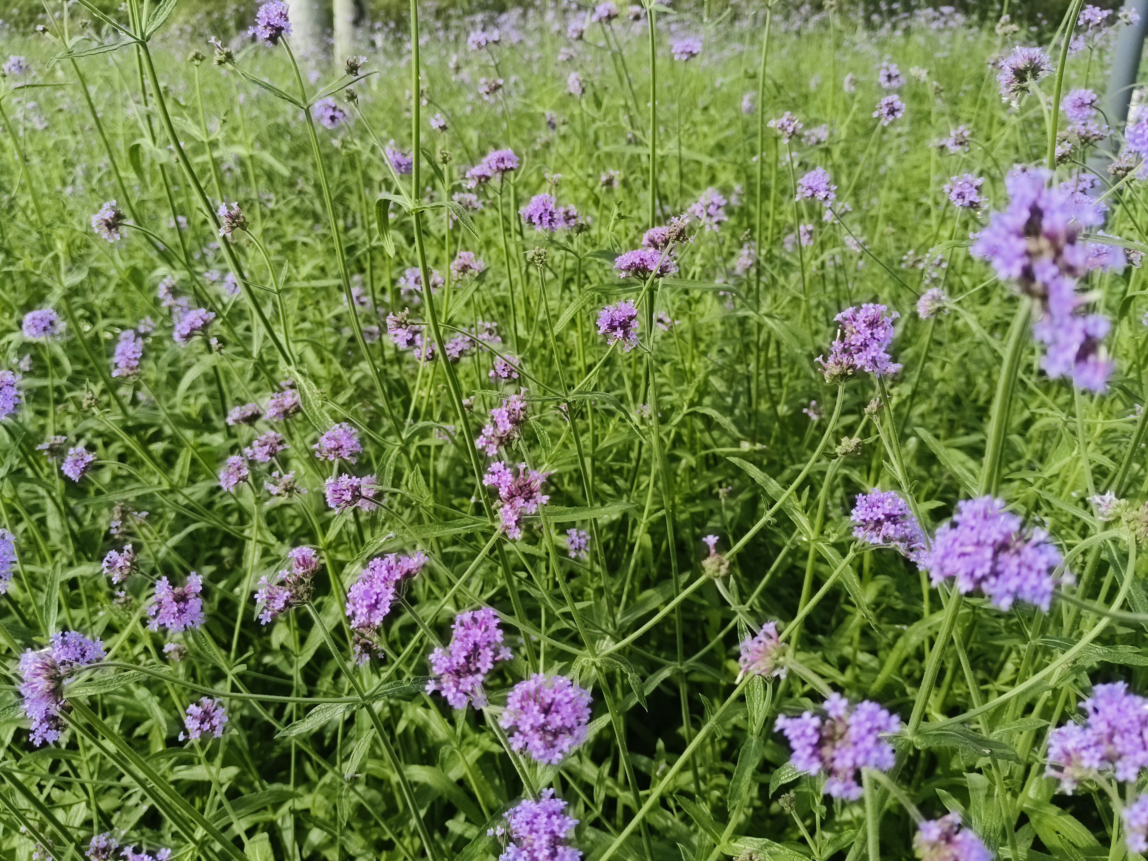 南宁市花卉公园旅行图片 2