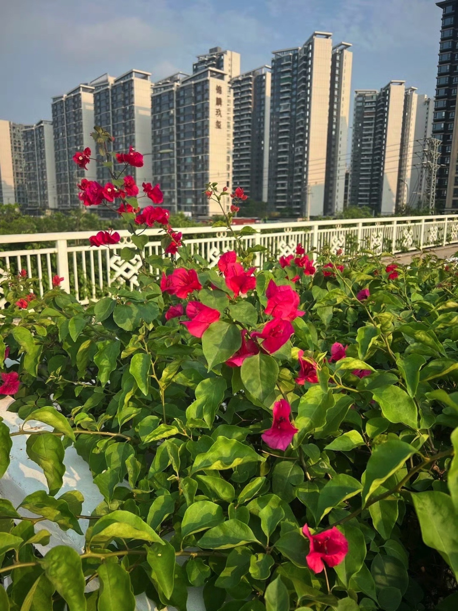 五象湖公园旅行图片 2