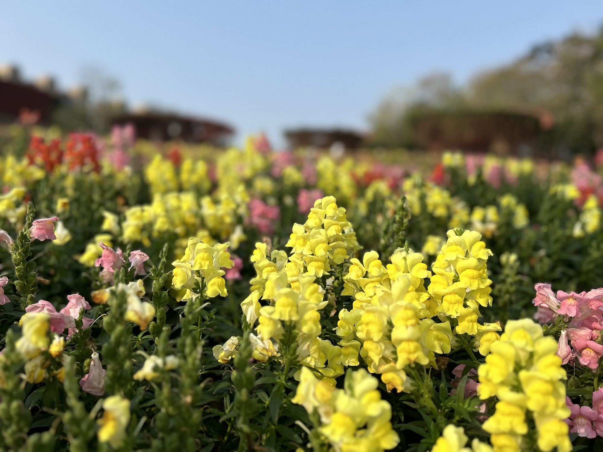 龙潭公园旅行图片 3