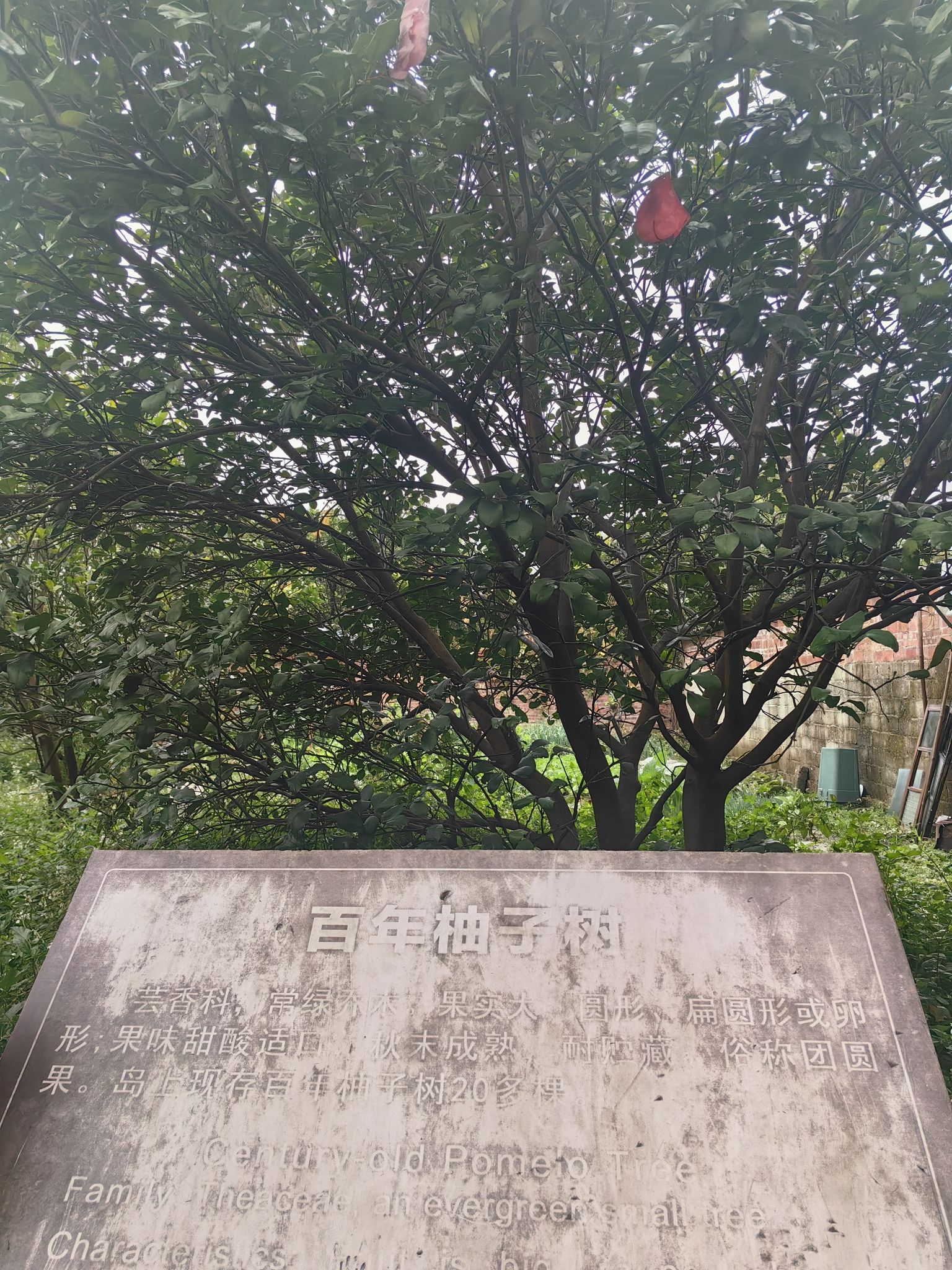 丹洲景区旅行图片 2