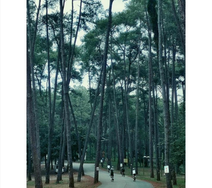 君武森林公园旅行图片 3