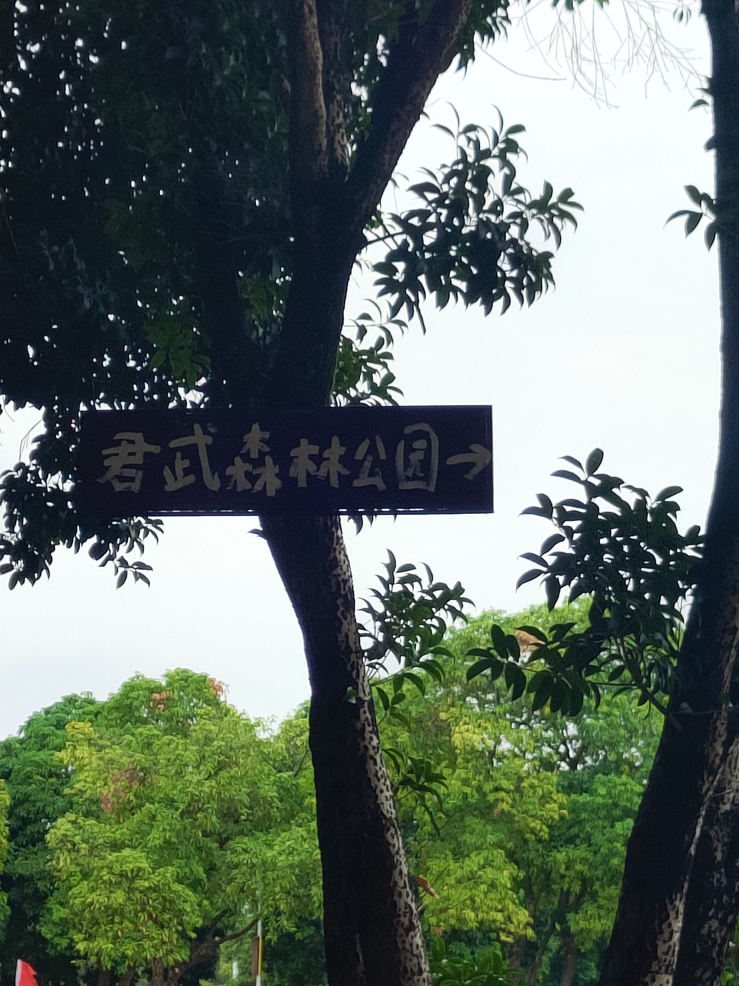 君武森林公园旅行图片 1