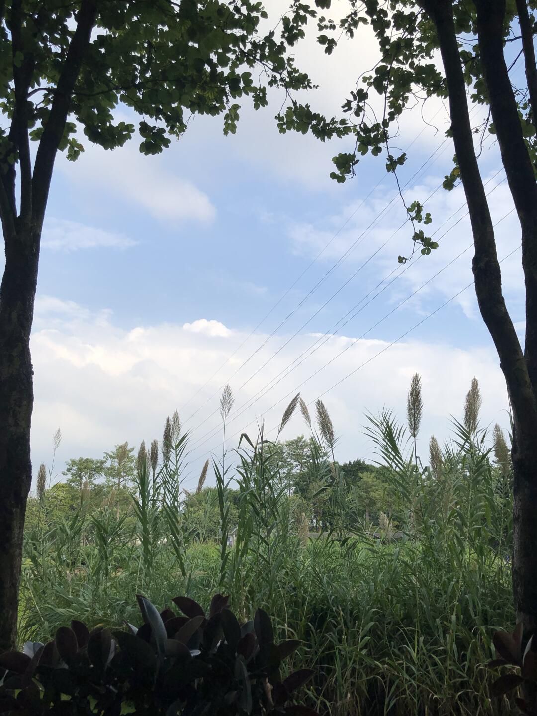 河西花卉公园旅行图片 3