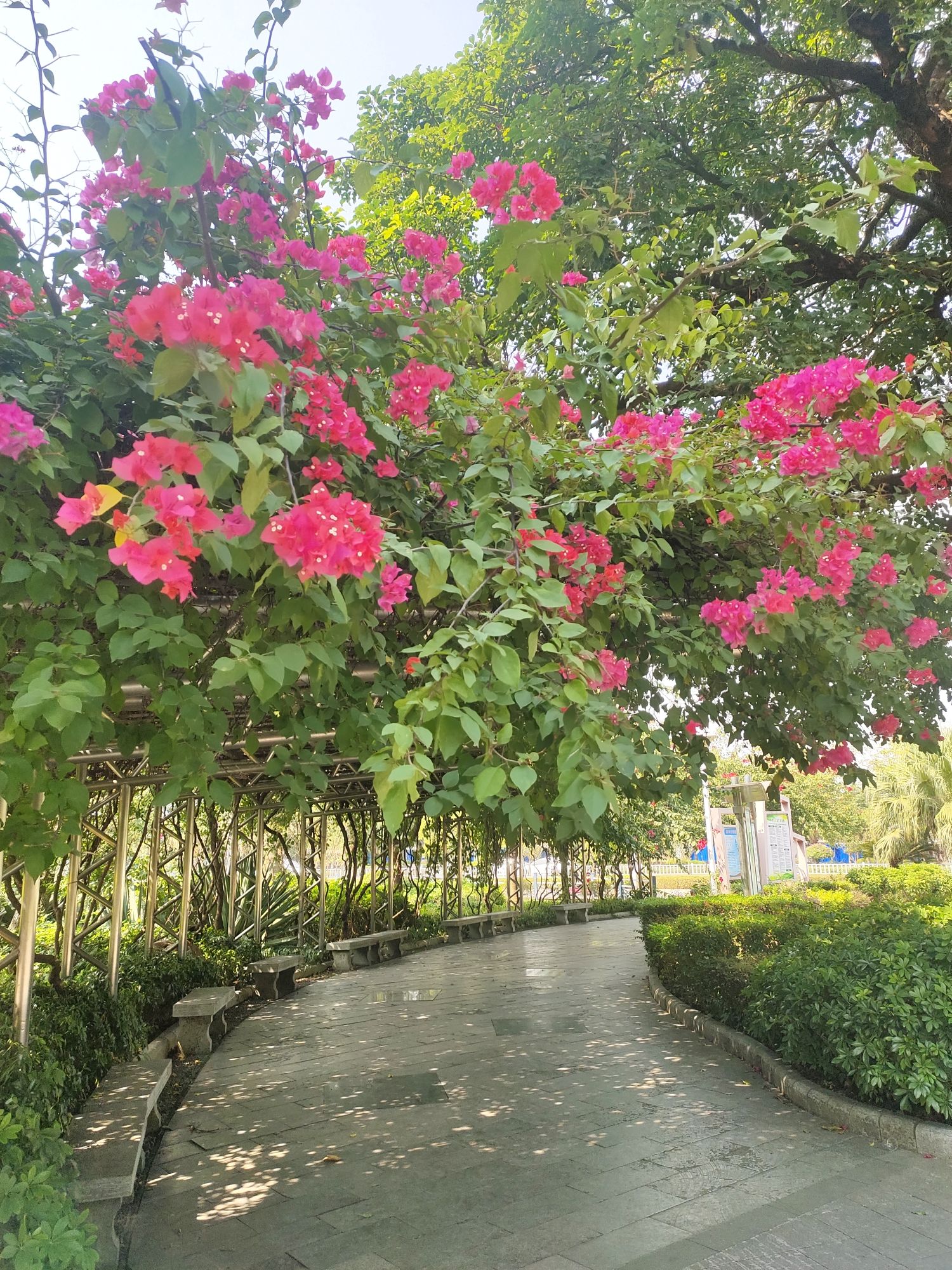 河西花卉公园旅行图片 2