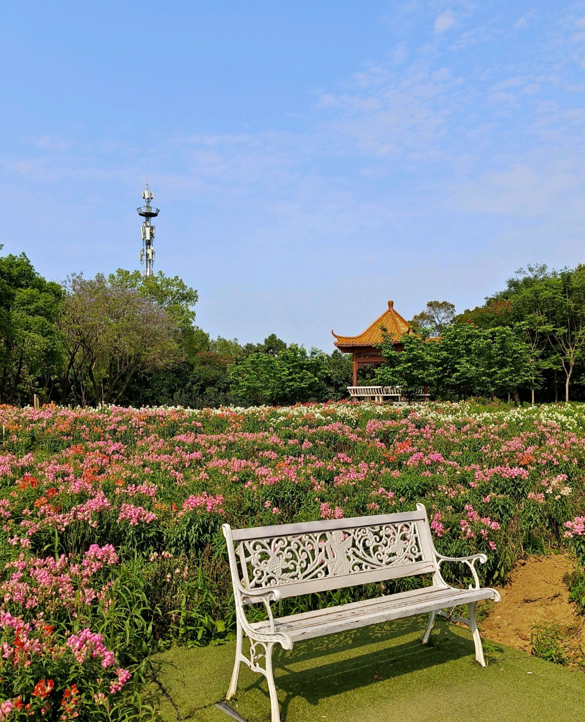 雀儿山公园旅行图片 2