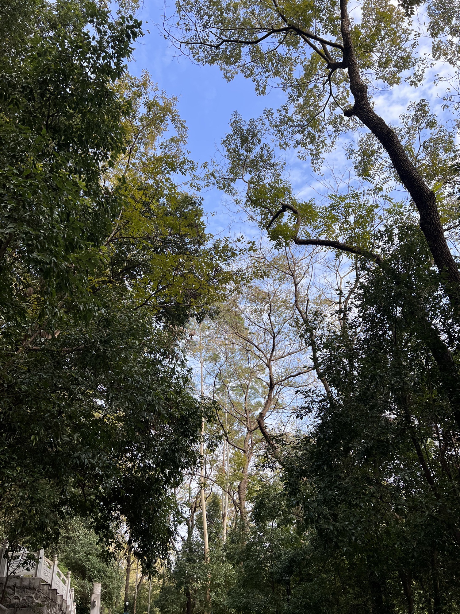 三门江国家森林公园旅行图片 2
