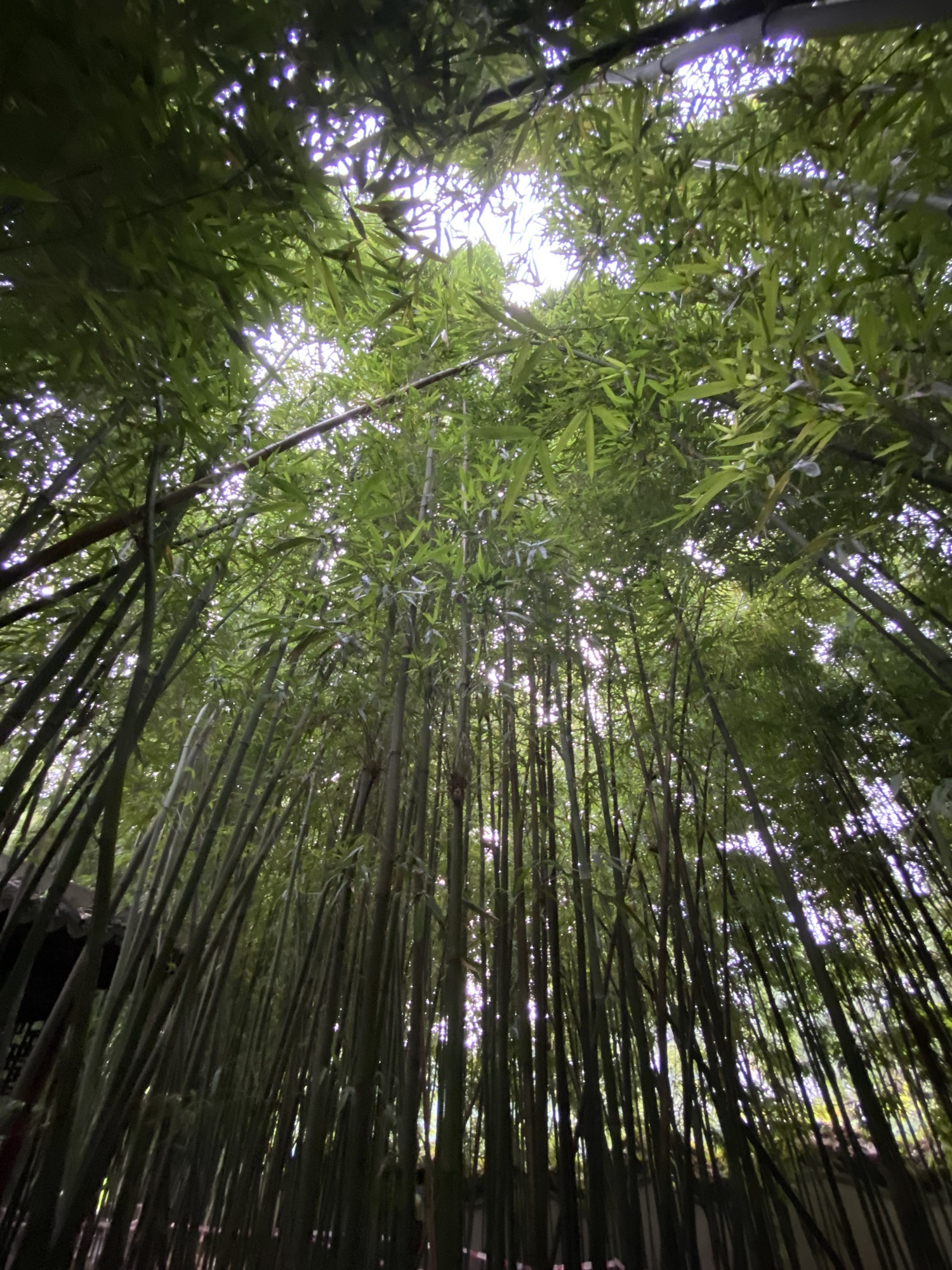 柳侯公园旅行图片 3